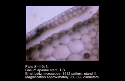SI-II-013.png – Galium aparine stem, T.S.