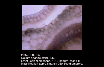 SI-II-014.png – Galium aparine stem, T.S.