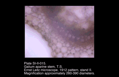 SI-II-015.png – Galium aparine stem, T.S.
