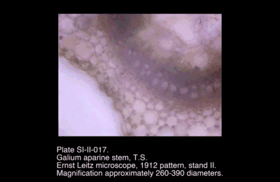 SI-II-016.png – Galium aparine stem, T.S.