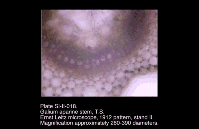 SI-II-017.png – Galium aparine stem, T.S.