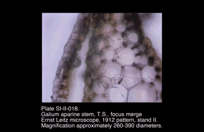 SI-II-018.png – Galium aparine stem, T.S., focus merge