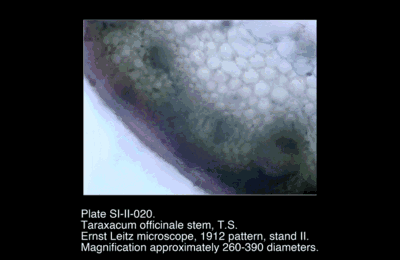 SI-II-020.png – Taraxacum officinale stem, T.S.