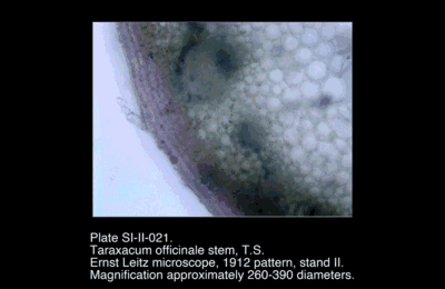 SI-II-021.png – Taraxacum officinale stem, T.S.