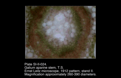 SI-II-024.png – Galium aparine stem, T.S.