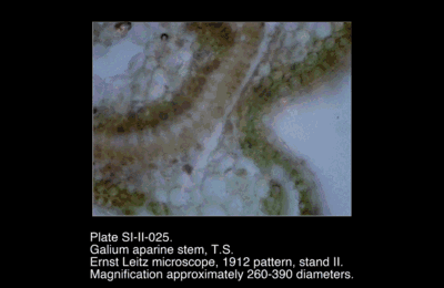 SI-II-025.png – Galium aparine stem, T.S.