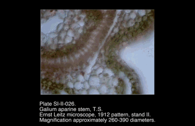 SI-II-026.png – Galium aparine stem, T.S.