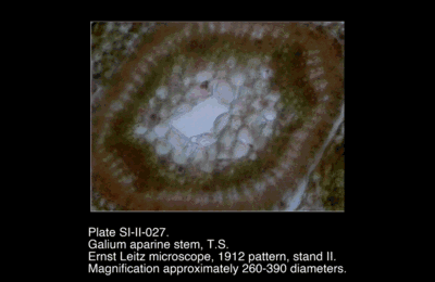 SI-II-027.png – Galium aparine stem, T.S.