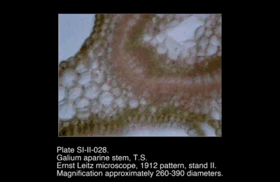 SI-II-028.png – Galium aparine stem, T.S.