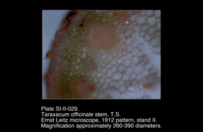 SI-II-029.png – Taraxacum officinale stem, T.S.