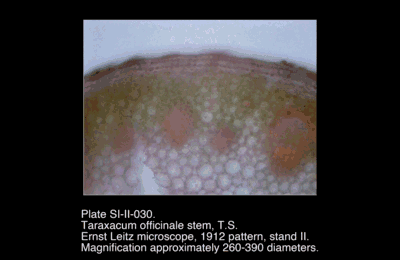 SI-II-030.png – Taraxacum officinale stem, T.S.