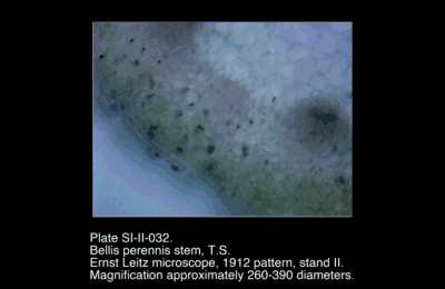 SI-II-032.png – Bellis perennis stem, T.S.