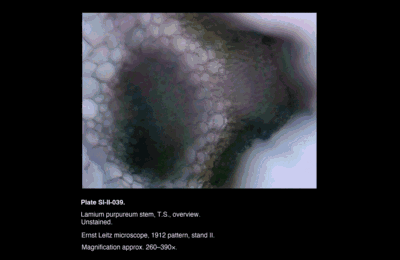 SI-II-039.png – Lamium purpureum stem, T.S., outer region