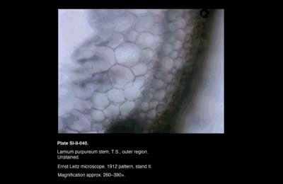 SI-II-040.png – Lamium purpureum stem, T.S., outer region
