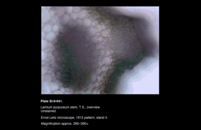 SI-II-041.png – Lamium purpureum stem, T.S., overview