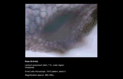 SI-II-042.png – Lamium purpureum stem, T.S., outer region