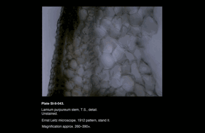 SI-II-043.png – Lamium purpureum stem, T.S., detail