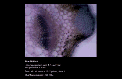 SI-II-044.png – Lamium purpureum stem, T.S., overview
