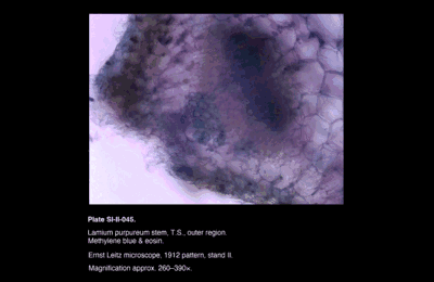 SI-II-045.png – Lamium purpureum stem, T.S., outer region
