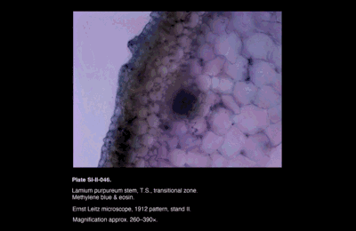 SI-II-046.png – Lamium purpureum stem, T.S., transitional zone