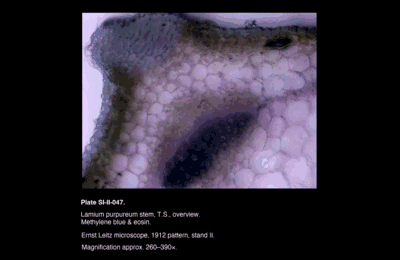 SI-II-047.png – Lamium purpureum stem, T.S., overview