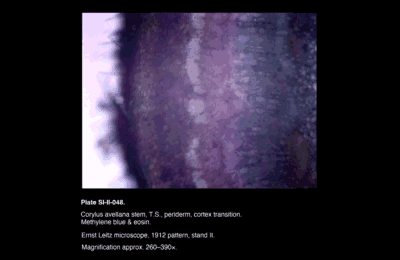 SI-II-048.png – Cory's avellana stem, T.S., periderm, cortex transition