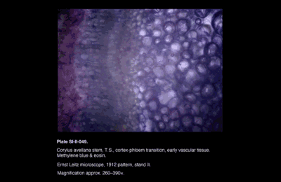 SI-II-049.png – Corylus avellana stem, T.S., cortex to phloem transition, early vascular tissue