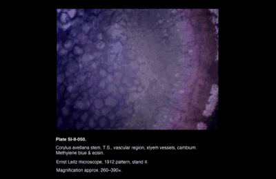 SI-II-050.png – Corylus avellana stem, T.S., vascular region, cambium