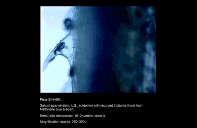 SI-II-051.png – Galium aparine stem, L.S., epidermis with recurved trichome (hook hair)