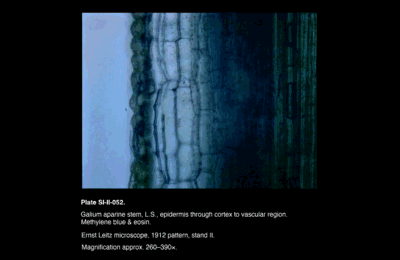 SI-II-052.png – Galium aparine stem, L.S., epidermis through cortex to vascular region