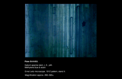 SI-II-053.png – Galium aparine stem, L.S., pith