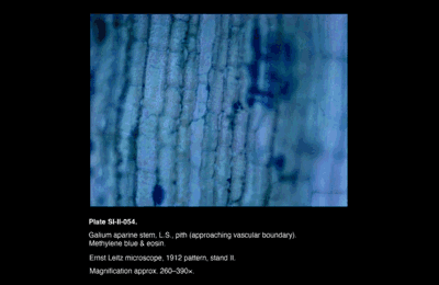 SI-II-054.png – Galium aparine stem, L.S., pith (approaching vascular boundary)