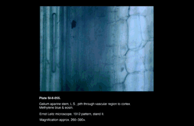 SI-II-055.png – Galium aparine stem, L.S., pith through vascular region to cortex