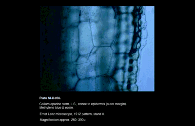 SI-II-056.png – Galium aparine stem, L.S., cortex to epidermis (outer margin)