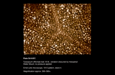 SI-II-057.png – Taraxacum officinale leaf, W.M., venation obscured by mesophyll
