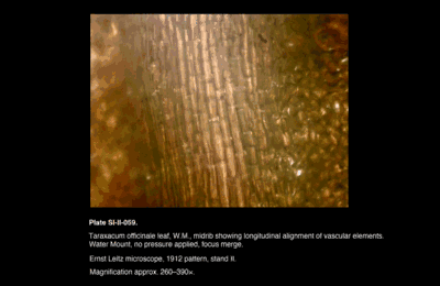 SI-II-059.png – Taraxacum officinale leaf, W.M., midrib showing longitudinal alignment of vascular elements.
