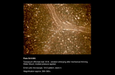 SI-II-060.png – Taraxacum officinale leaf, W.M., venation emerging after mechanical thinning