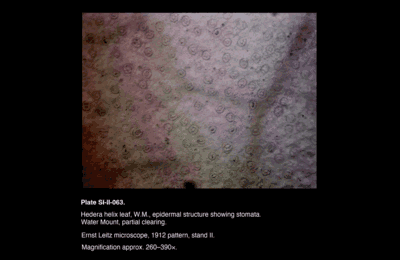 SI-II-063.png – Hedera helix leaf, W.M., epidermal structure showing stomata.