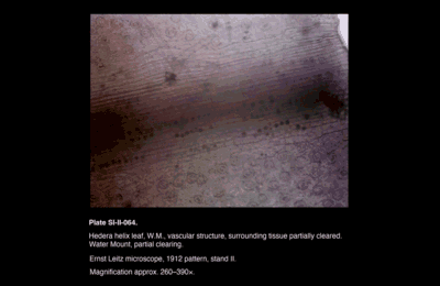 SI-II-064.png – Hedera helix leaf, W.M., vascular structure, surrounding tissue partially cleared.