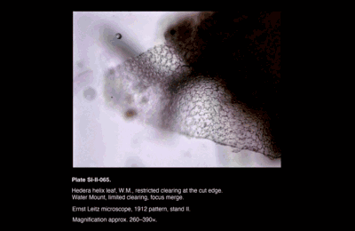 SI-II-065.png – Hedera helix leaf, W.M., restricted clearing at the cut edge