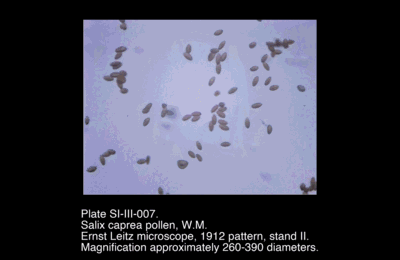 SI-III-007.png – Salix caprea pollen, W.M.