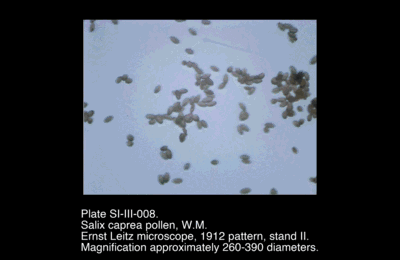SI-III-008.png – Salix caprea pollen, W.M.