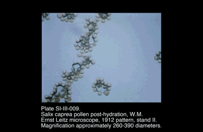 SI-III-009.png – Salix caprea pollen, W.M.
