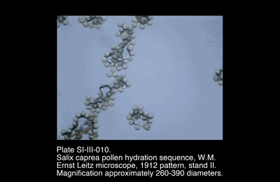 SI-III-010.mp4 – Salix caprea pollen hydration sequence, W.M.
