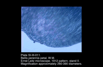 SI-III-011.png – Bellis perennis petal, W.M.