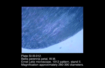 SI-III-012.png – Bellis perennis petal, W.M.