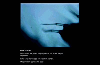 SI-IV-001.png – Urtica dioica leaf, W.M., stinging hairs in situ at leaf margin