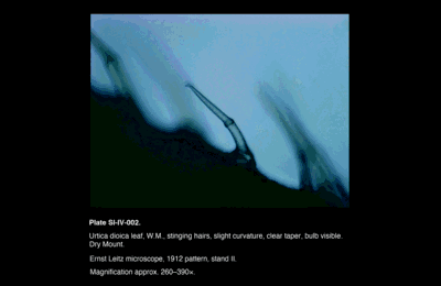 SI-IV-002.png – Urtica dioica leaf, W.M., stinging hairs, slight curvature, clear taper, bulb visible