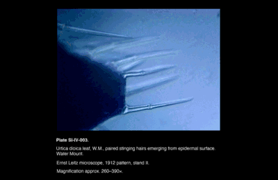 SI-IV-003.png – Urtica dioica leaf, W.M., paired stinging hairs emerging from epidermal surface