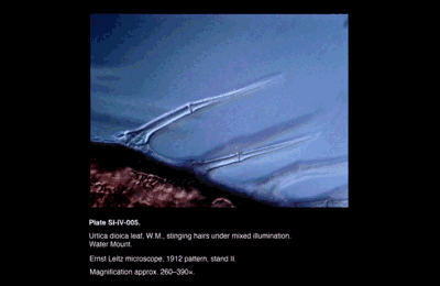 SI-IV-005.png – Urtica dioica leaf, W.M., stinging hairs under mixed illumination